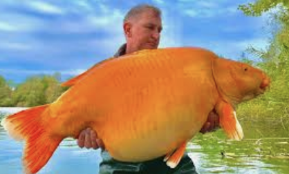 carp.eth Ethereum Name Service (ENS and .eth domain) PFP